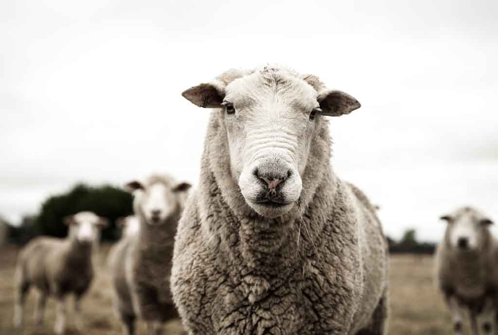 Hasene’s Signature in 100 Countries: Great Qurbani Organization